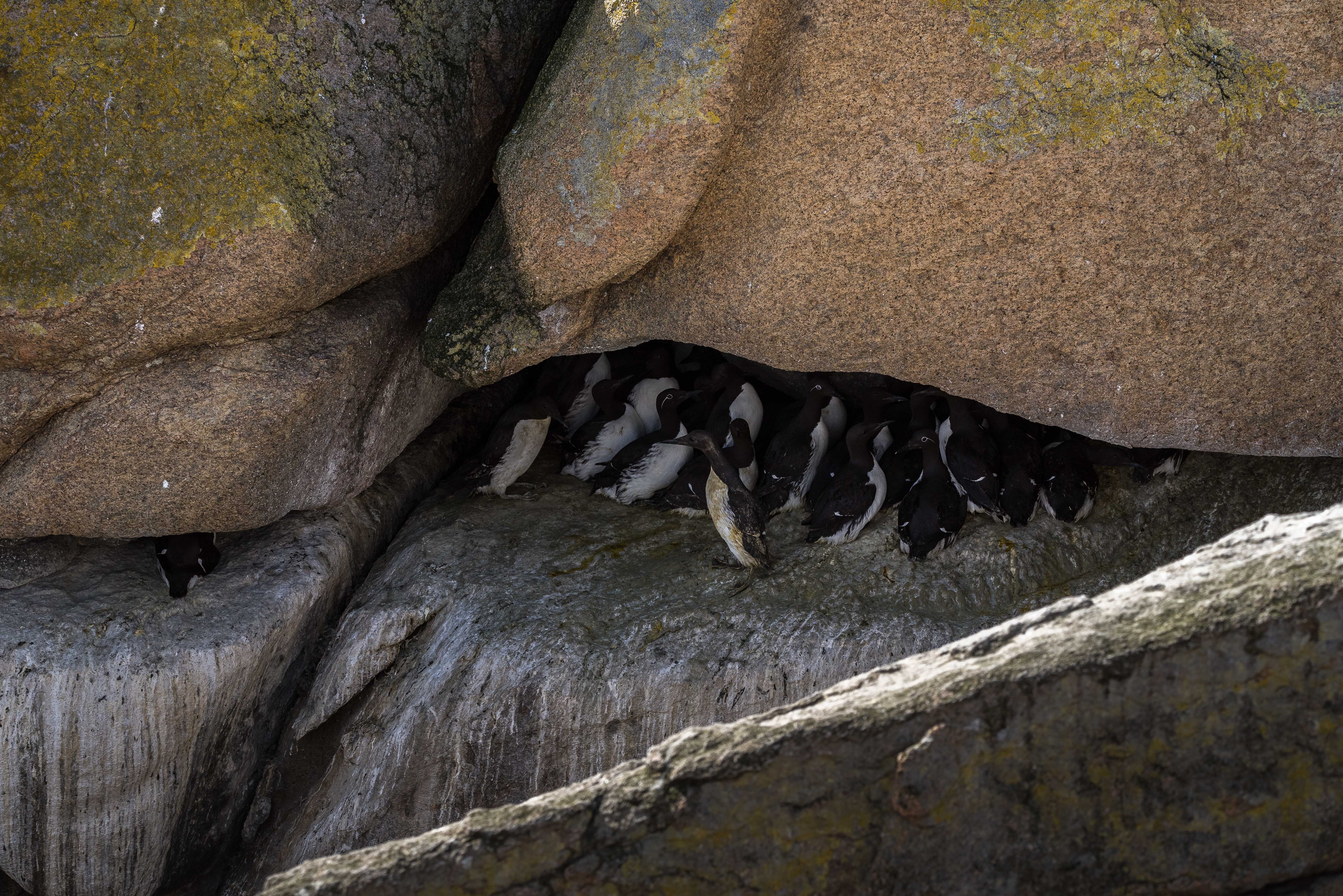 Common murre at nest site